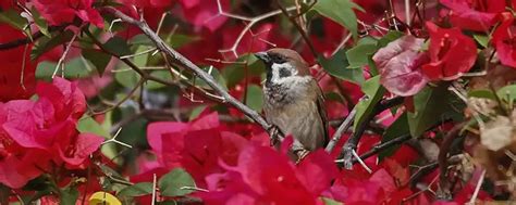 麻雀會築巢嗎|【麻雀祕密】麻雀真的變少了？「害鳥」其實是誤會？成群結隊卻。